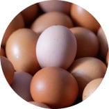 where to buy levium supplement